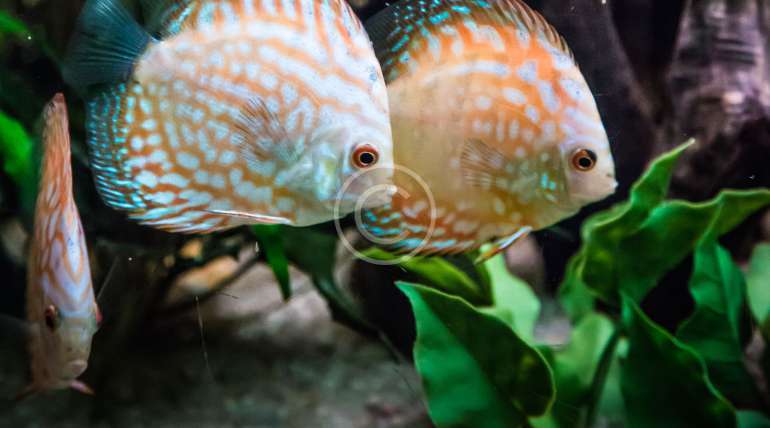 Looking for aquarium specialists?